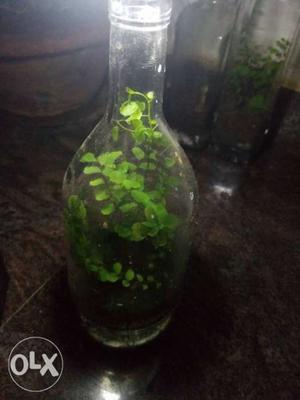 Maidenhair fern, enclosed in a bottled terrarium