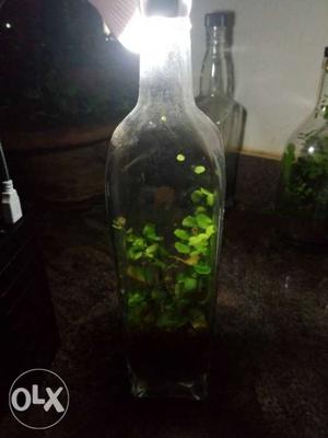 Maidenhair fern enlosed in a bottled terrarium