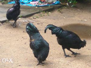 Three Black Hens