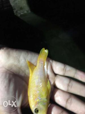 1 peace of chichlid fish 3"