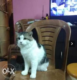 1 year male Persian cat active and friendly