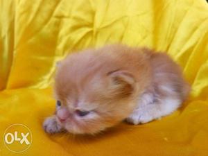 100% best quality golden Persian kitten for sale