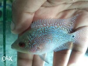 2.5 inch imported flowerhorn with head mark just
