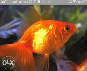 2 gold fish, good quality