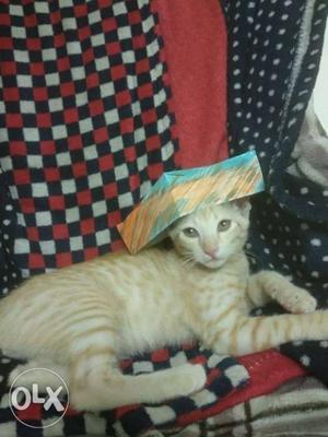 2 month old orange tabby available for adoption baner price