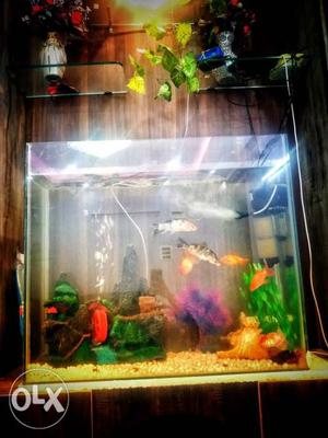 2 pairs of fishes big in size urgent sale price
