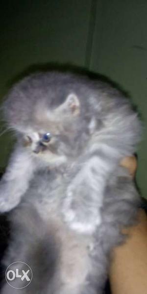 2 white semi puch kittens available 1 tabby flat