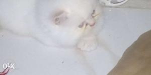 2 white semi punch kittens available and 1 tabby