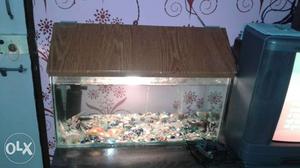 2ft fish tank & 10 fish's