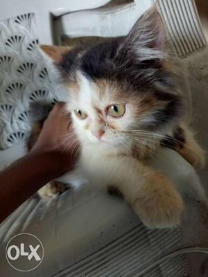 3 Month Female Persian Cat Aisa Koi Ao Joh Pyaar