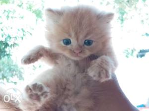 30 days old Punch face and blue eyes kittens for