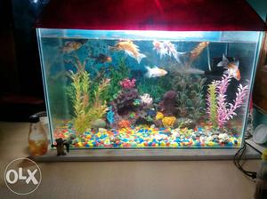 3feet fish tank with 12 fish verity