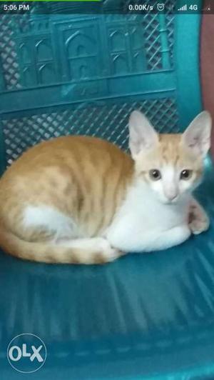 4 month old male cat, too cute and affectionate