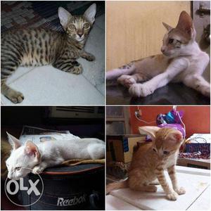 4 months cute cats available in delhi