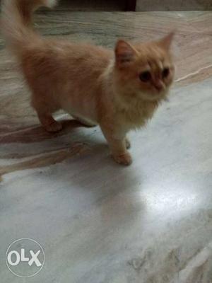 4months old female Semi Punch face Persian cat for sale.not