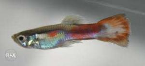 4rs per piece Guppies available