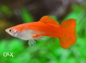 50 germen red guppy for 500 rs