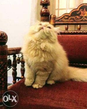 5months old Long hair Persian... Female...