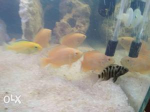 9 black convict cichlid fish aquarium fish