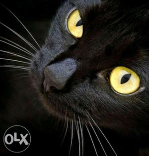 A healthy Male black CAT with golden eyes, 13