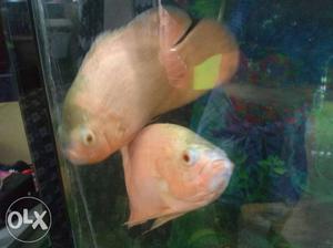 Albino red Oscar fish 9"inch single pair healthy