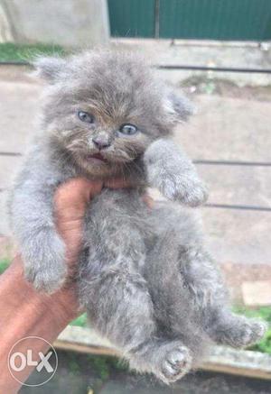 All color blue eyes white Persian kitten in cheap