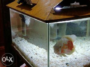 Aquarium full set with big Oscar fish. 7kg