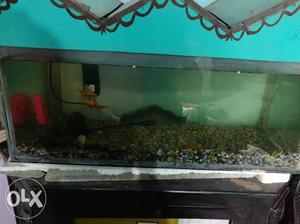 Aquarium with 3 golden fish and accessories