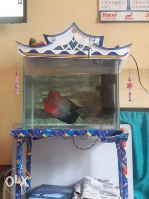 Aquarium with stand but not fish and filter.. top