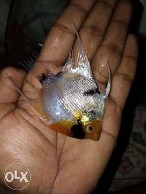 Beautiful colour combination angel fish for sale