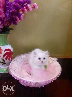 Beautiful white persian cats available