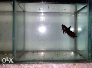 Beta fish Female read for meeting. Selling