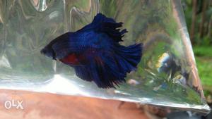 Betta fish dark blue