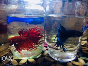 Betta fishes for sale