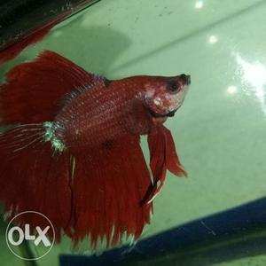 Betta male available start from 70 to 300