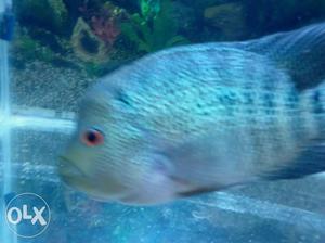 Big size flowerhon fish 20cm length 12 cm width.