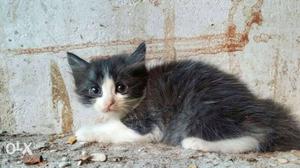 Black And White Kitten