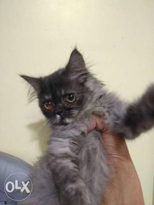 Black & Grey Persian Kitten