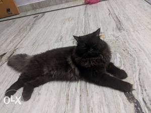 Black Persiaan male cate