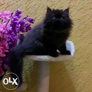 Black Persian Cat