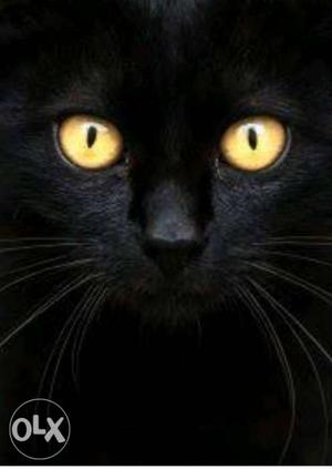 Black male cat with golden eyes healthy, gentle