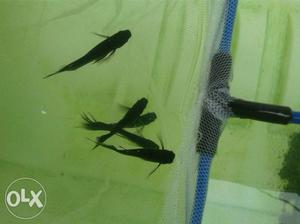 Black molly Hi fin fishes (breeding pairs) call