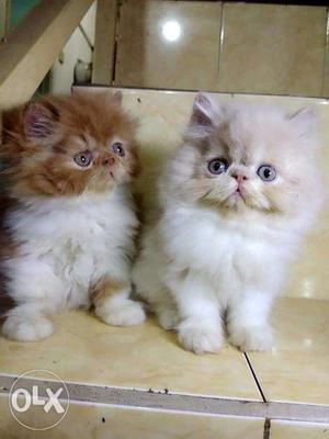 Blue Eyes white Persian kitten for sale cash on