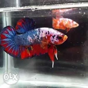 Blue, White, And Red Betta Fish