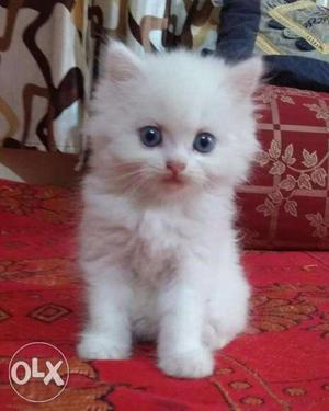Blue eye Persian kitten for sale cash on delivery