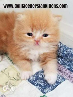 Blue eyes Persian kitten for sale cash on
