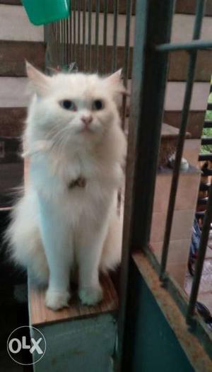 Blue eyes female Persian cat 1.6 year old