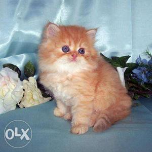 Blue eyes white Persian kitten for sale cash on