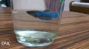 Blue female beta fish