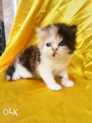 Brown, White, And Black Calico Kitten